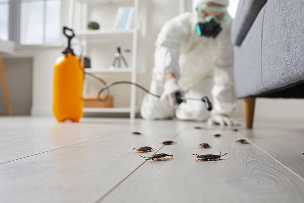 Post-Treatment Bed Bug Interceptor Monitoring in Manson